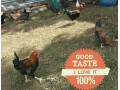 jogoos-on-sale-small-0