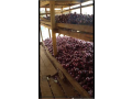 red-onions-small-1