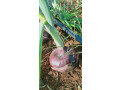 red-onions-small-3