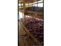 red-onions-small-4