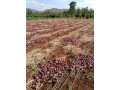 red-onions-small-0