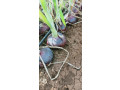 red-onions-small-0