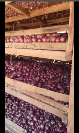 red-onions-big-2