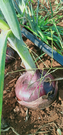 red-onions-big-3