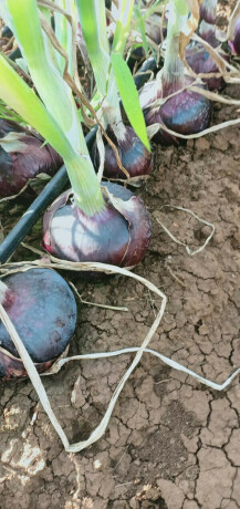 red-onions-big-4