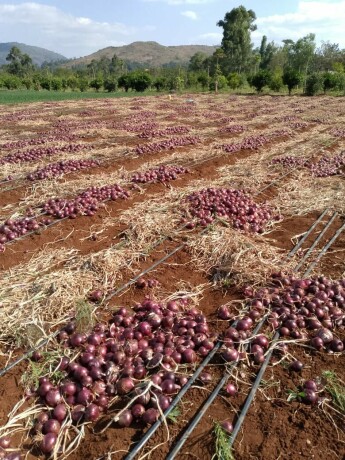 red-onions-big-0