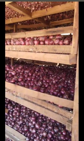 red-onions-big-3