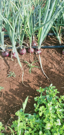 red-onions-big-2