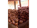 red-onions-small-0