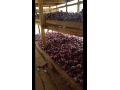 red-onions-small-2