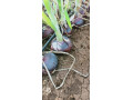 red-onions-small-1