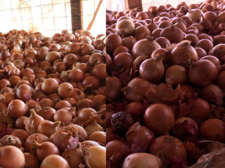 red-onions