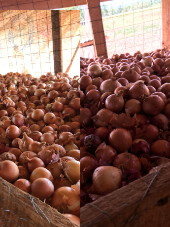 red-onions-big-0