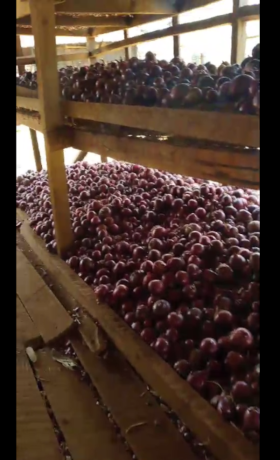 red-onions-big-2