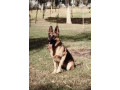 german-shepherd-on-sale-small-0