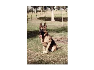 German shepherd on Sale