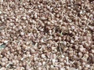 garlic-onion-in-meru