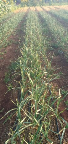 garlic-onion-in-meru-big-2