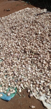 garlic-onion-in-meru-big-0