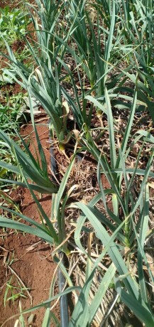 garlic-onion-in-meru-big-1