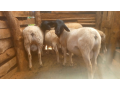 dorper-rams-sale-small-0