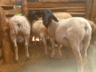 dorper-rams-sale