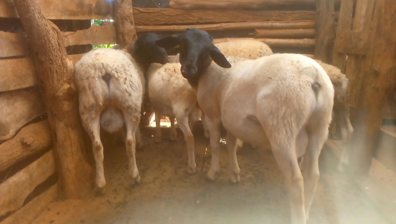 dorper-rams-sale-big-0
