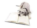 dog-training-small-0